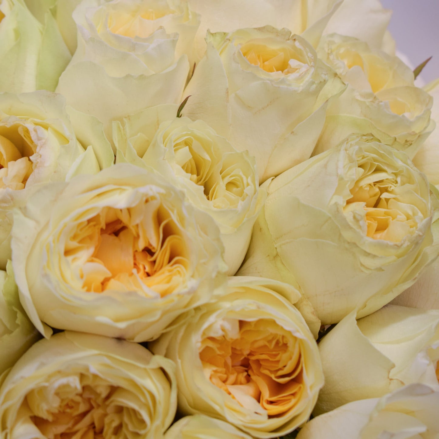 Close-up of a bouquet of light yellow garden roses by AMEROSE.