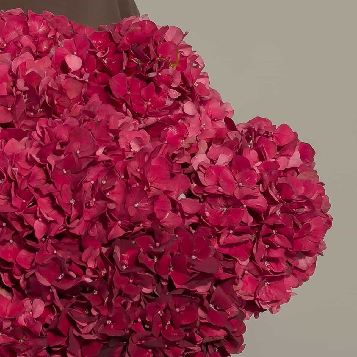 A close-up of a dense cluster of deep burgundy hydrangea blooms against a plain light gray background.