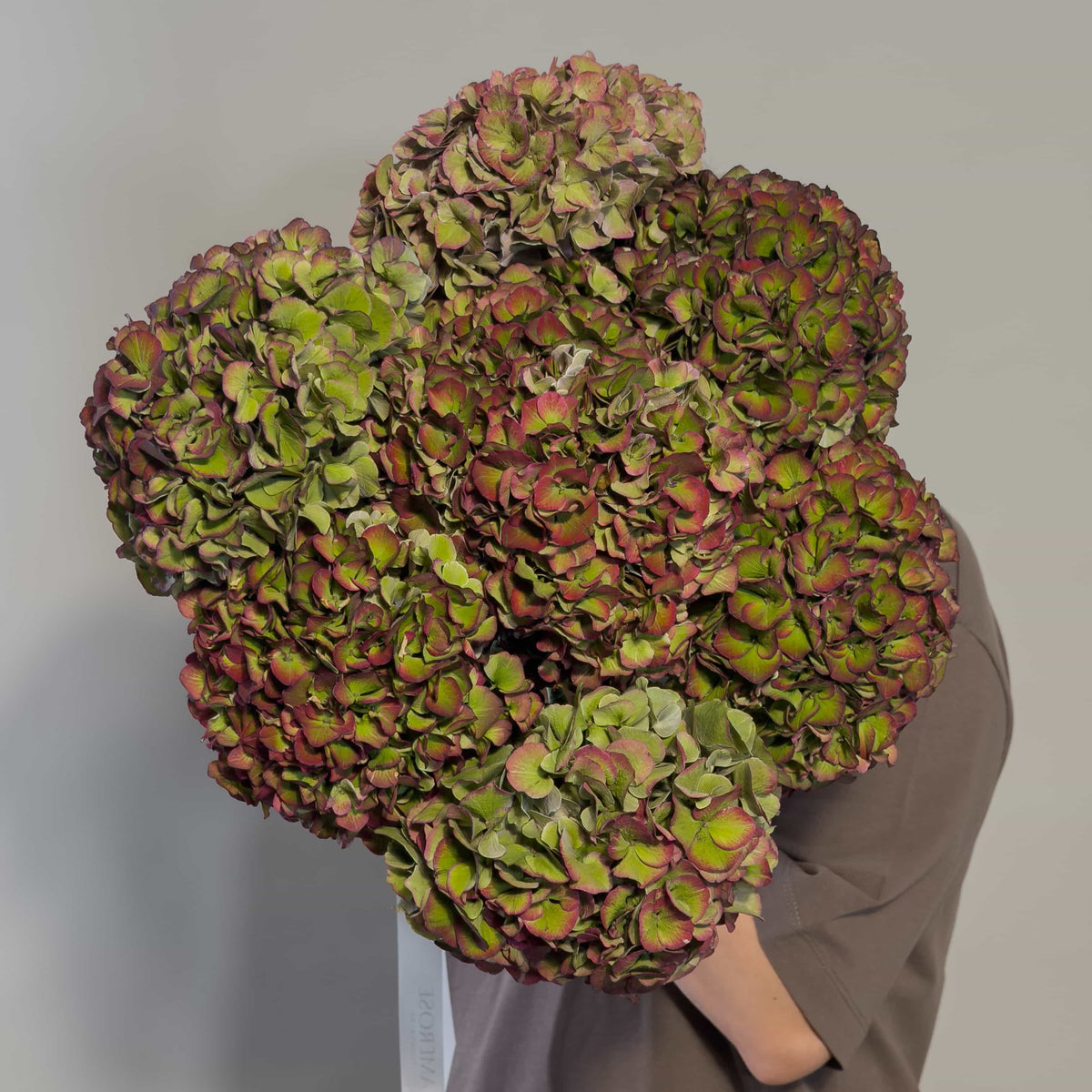 A person holding a very large dried hydrangea bloom. The flower has mottled green and burgundy petals, by AMEROSE London.