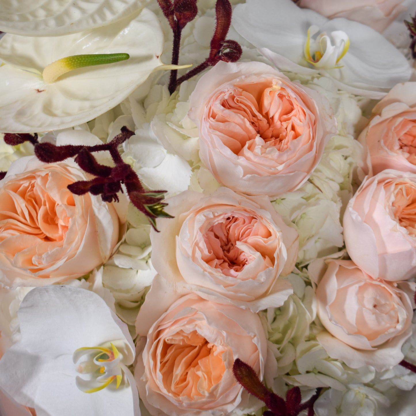 Close-up of Juliet David Austin roses and white orchids with dark burgundy foliage in AMEROSE Bordeaux bouquet