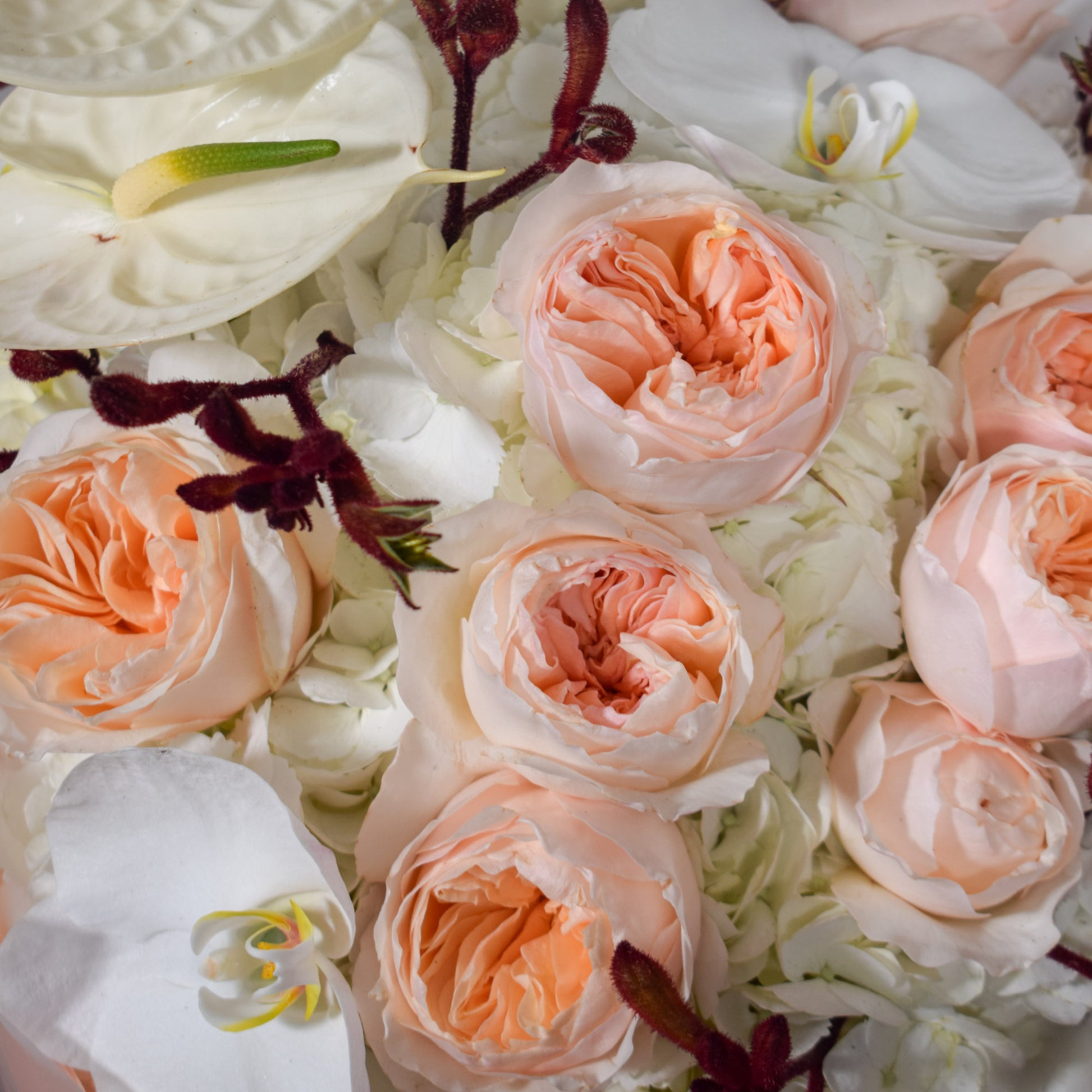 Close-up of Juliet David Austin roses and white orchids with dark burgundy foliage in AMEROSE Bordeaux bouquet