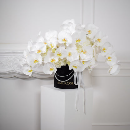 AMEROSE Blanc Orchids full arrangement — white phalaenopsis orchid dome in black velvet hatbox with pearl detail