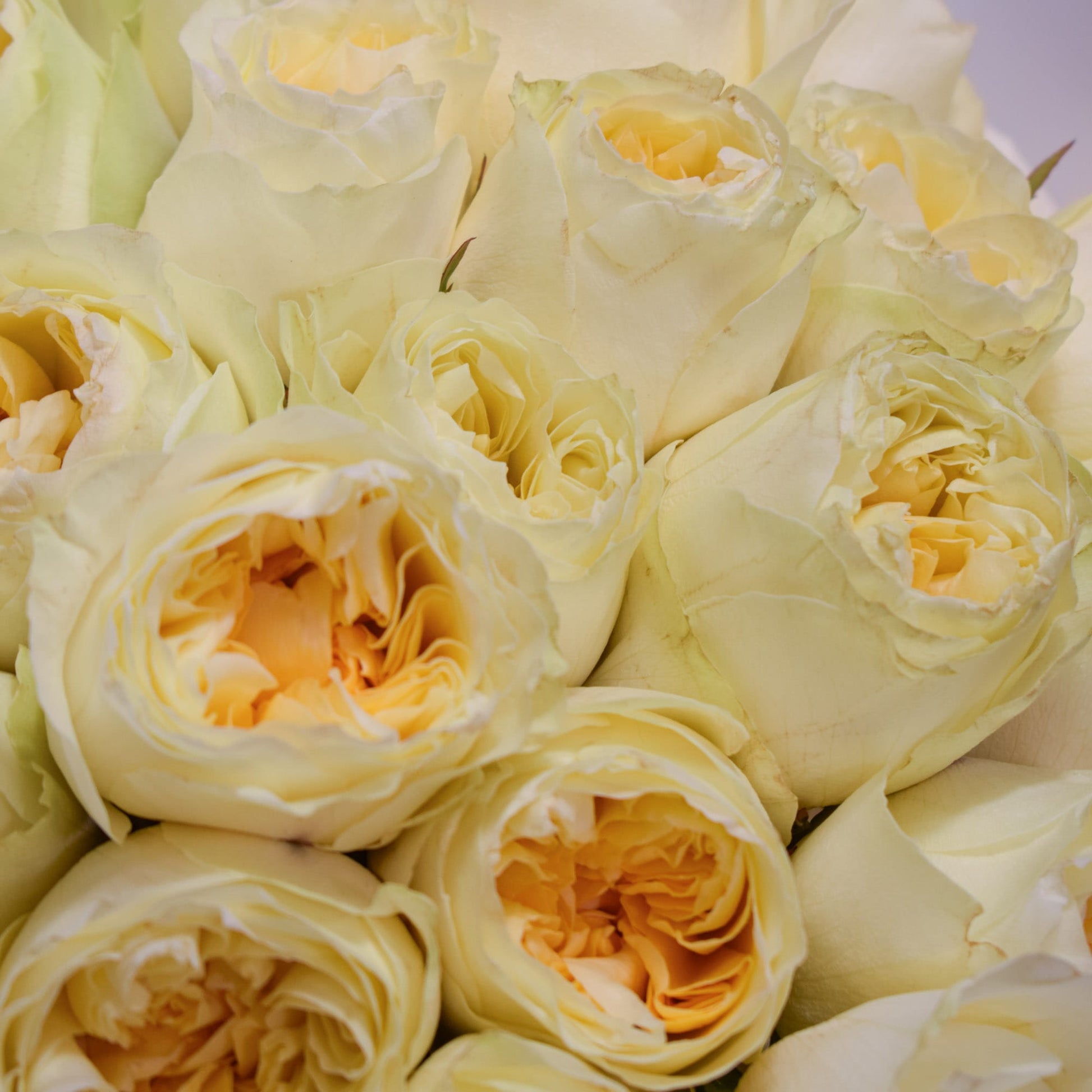 Close-up of a bouquet of light yellow garden roses by AMEROSE.