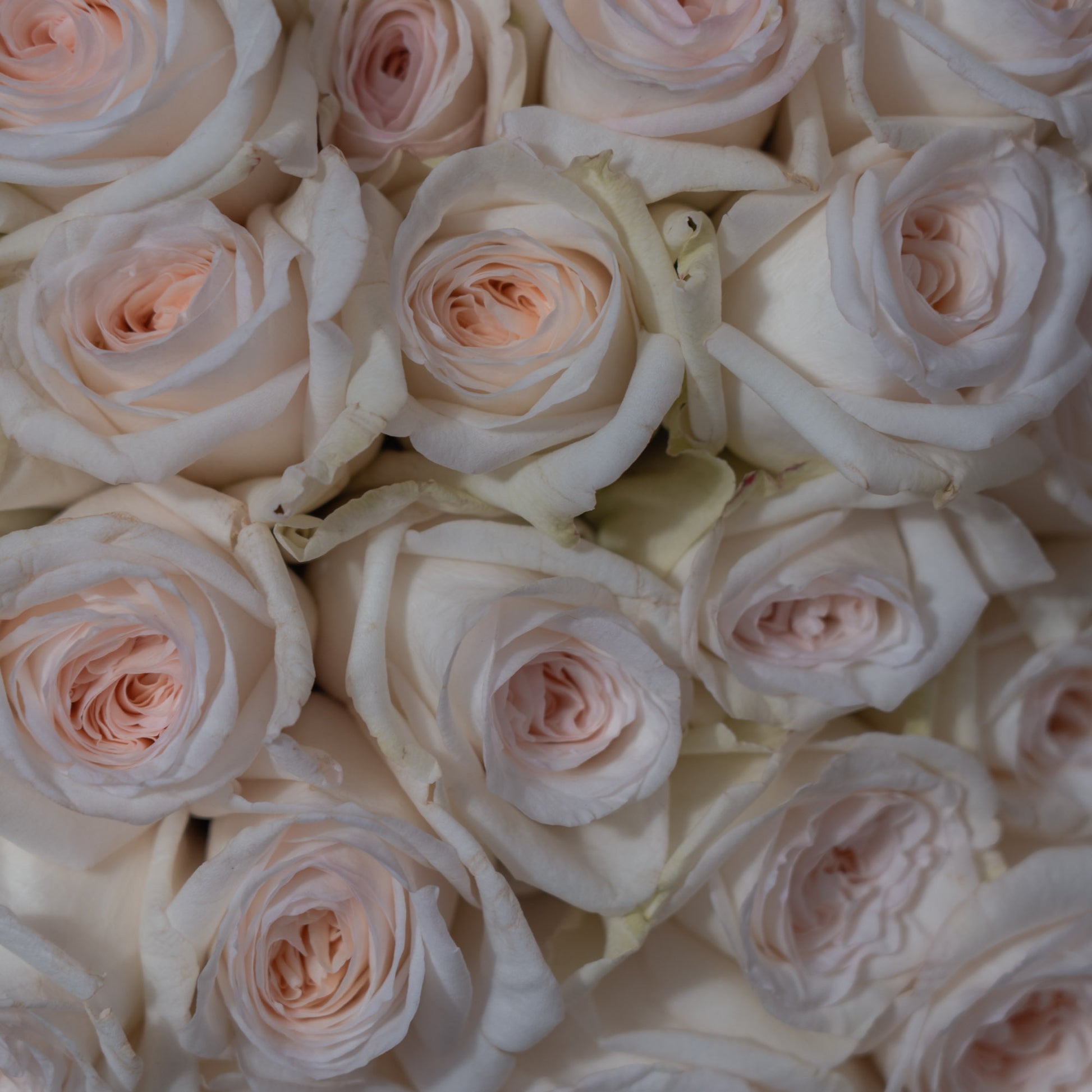 Close-up of Sweet O'Hara garden roses in cream white with soft blush centres — luxury rose bouquet detail by AMEROSE London