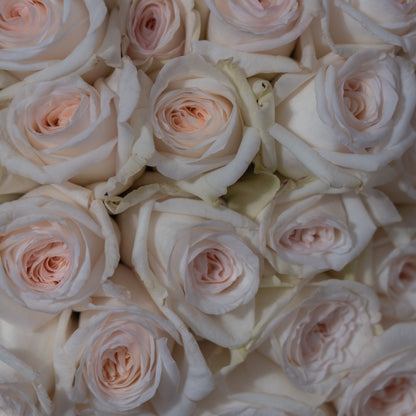 Close-up of Sweet O'Hara garden roses in cream white with soft blush centres — luxury rose bouquet detail by AMEROSE London